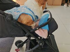 -美联众合动物医院·24h京西诊疗中心