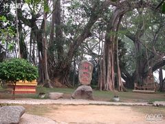 -瑞丽独树成林风景区