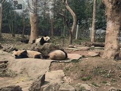 -都江堰中华大熊猫苑