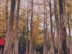 -长白岛森林公园