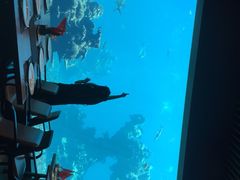 -海棠湾洲际-涛·海底餐厅·美人鱼·自助餐·海底隧道