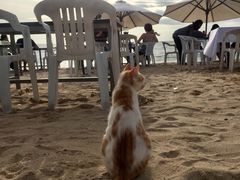 -金巴兰海滩烛光bbq