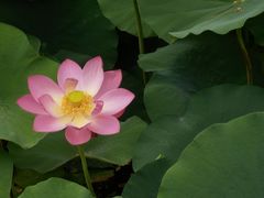-莲湖公园