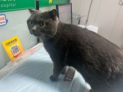 -半岛宠物医院24小时(科华中路店)