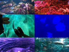 -暹罗海洋世界