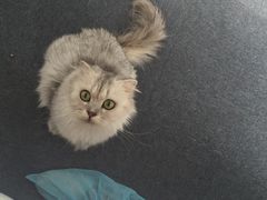 iphone_upload_pic-喵的天空名猫咖啡馆·撸猫·猫舍·用品