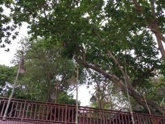 -卷心菜和避孕套餐厅(Pattaya)
