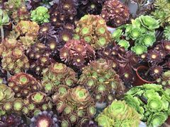 -三圣花乡旅游区