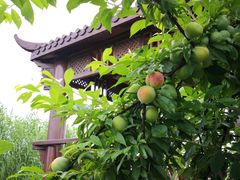-樂桃源奉贤黄桃种植采摘基地