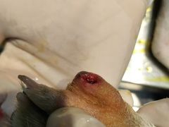 -瑞派旺宝宠物医院·犬猫全科综合·尿道专科(莲兴院)