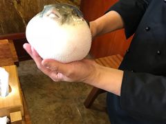 -天正河鲀·河豚亭(大连店)