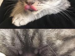 -猫咖时代(中山亭店)