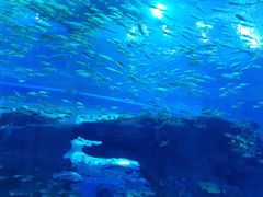 -成都浩海立方海洋公园