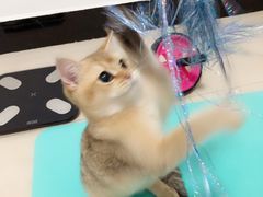 -猫大福·Fortune Cat猫舍(百子湾店)