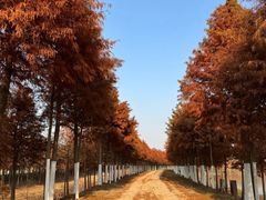 -合肥滨湖国家森林公园