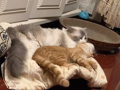-中农国际动物医院24小时·猫科·骨科·急重症中心