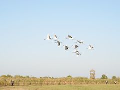 -盐城丹顶鹤湿地生态旅游区