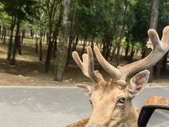-秦皇岛野生动物园