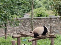 -卧龙中华大熊猫苑神树坪基地