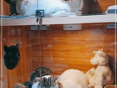 -喵百万·布偶·蓝金金渐层英短·猫舍(百子湾店)