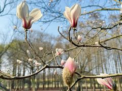 -上海共青森林公园