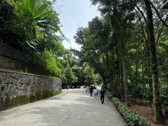 -西双版纳原始森林公园