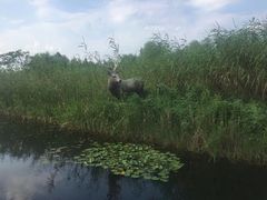 -溱湖国家湿地公园