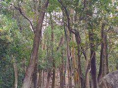 -火炉山森林公园