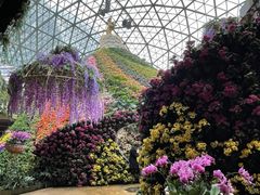 -花之城