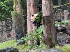 -都江堰中华大熊猫苑
