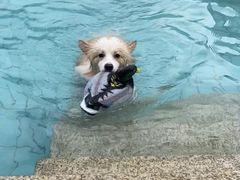 -趣玩宠物乐园寄养训犬训狗游泳池
