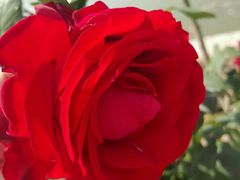 -同銮特种养殖场·龙虾垂钓