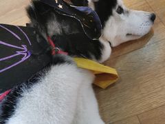 -Husky Go! 哈士奇体验馆·宠物咖啡厅狗咖