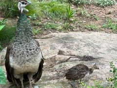 -西霞口神雕山野生动物世界