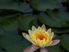 -中国科学院华南植物园