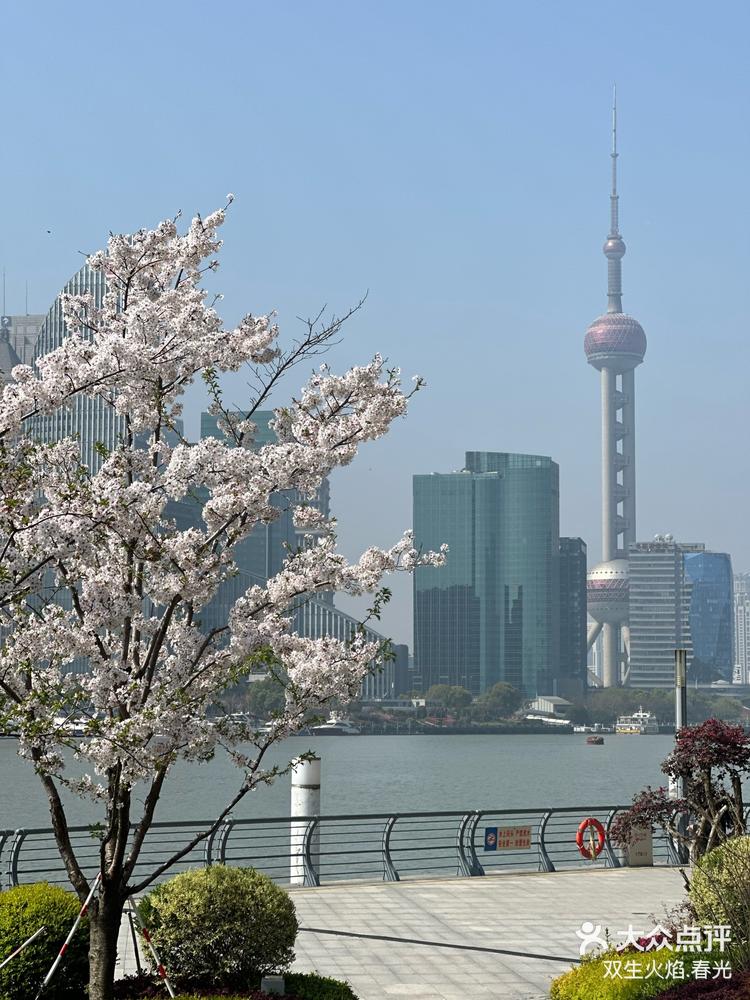 黄浦江边上的樱花-大众点评
