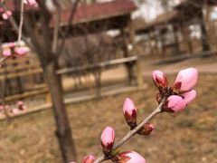 -桃花堤公园