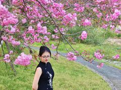 -合肥滨湖国家森林公园