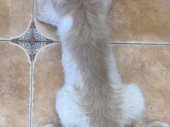 -Let's go狗咖·猫咖·奶狗·桌游(春熙路IFS店)