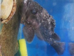 -宾朋海鲜特色美食餐厅·纯手工鲅鱼水饺(兴海路店)