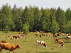 -塞罕坝国家级自然保护区