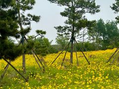 -小麦岛公园
