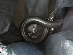 -濠轩阁特色生蚝火锅(水湾路店)