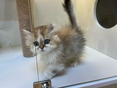 -十月米努特矮脚猫舍