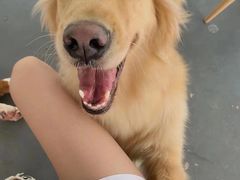 -趣多多宠物公园·宠物训犬学校·宠物寄养