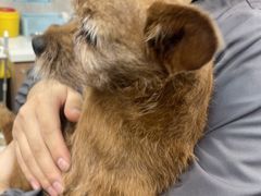 -北京派仕佳德动物医院·超导核磁·CT·神经科·骨科·内外科·急重症管理中心