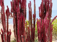 -广东惠东海龟国家级自然保护区