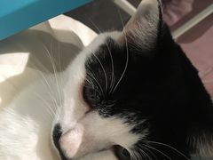 -爱妮康宠物医院·干细胞免疫细胞·肿瘤·心脏(张江店)