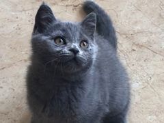 -宠爱国际动物医院· 猫科· 外科·中兽医(长白店)