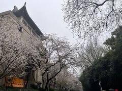 -武汉大学-樱园